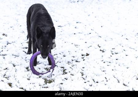 Porträt einer niedlichen schwarzen Schäferhund mit einem Abzieher auf dem Hintergrund der erste Schnee fiel. Stockfoto