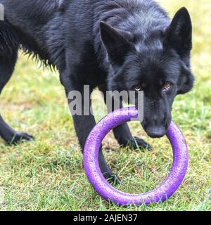 Ein niedliches schwarz Schäferhund spielt mit einem Abzieher. Haustiere. Stockfoto