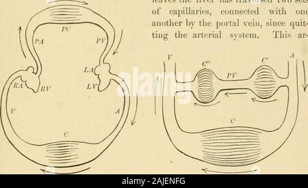 Ein amerikanisches Lehrbuch der Physiologie. ans von London, 1886, S. 80. * Harveys Entdeckung der Verkehr wurde zum ersten Mal im modernen Sinn in seinem workExercUalio nnatomicn De motu cordis et San (juinis in Anim/tlibus, Francofurti, lfi 28 veröffentlicht. Diese greatclassic c: in Deutsch in der folgenden gelesen werden: Auf die Bewegung des Herzens und der in den Tieren. von William Harvey, M.D.; Williss Übersetzung, überarbeitet und von Alex editiert. Bowie, 1889., S6 S ZIRKULATION. 36 U Hier ist zu beachten, dass ein Teilchen von Blut, verfährt eine capillaryof die Milz, der Bauchspeicheldrüse, des Magens oder des intestin Stockfoto