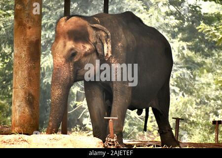 Elefanten im Zoo Stockfoto