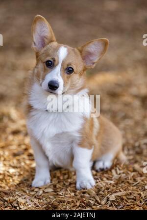 Welsh Corgi Pembroke Hündin Welpe Stockfoto