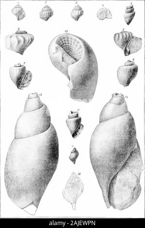 Auf Paläontologie Bericht. Ich, ich FASCIOLARIID/C UF DER UNTEREN GREEMSAND MERGEL. Platte IX. Erläuterung DER PLATTE IX. Obesa Tritonidba. Whitf. (S. 79). FlQS. 1-3. Blick aus zwei verschiedenen Individuen der Spezies. TUKBINELLA? PARVA Gabb. (S. 80). 4. Gipfel, natürliche Größe, von der Art der Probe 5,6. Vorder- und Rückseite Ansichten der gleichen vergrößert. Acad. Nat. Sci., Phila. TURBINBLLA? SUBCONICA Gabb. (S. 81). 7,8. Zwei Ansichten der Schriftmuster. Acad. Nat. Sci., Phila. Vasdm conoides Whitf. (S. 83).9,10. Zwei Ansichten der Probe; eine natürliche Größe, die anderen erweitert. EUTHRIA (?) FRAGILIS Whitf. (S. 78). Stockfoto