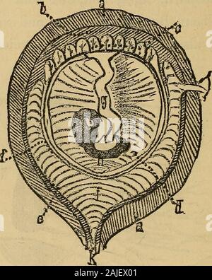 Obst und Brot, eine wissenschaftliche Diät. Abb. 18.- Ideale Abschnitt op ttie Zonary DeciduatePlacenta der tiie Carnivora. a. Chorionzotten, Plazenta bilden. c. Freien Teil chorion. d. Fleischfressende Embryo. e. Kavel Kabel. maetadon und dinotherium, die, obwohl nicht ganz fleischfressend, wurden, von theirteeth zu beurteilen, teilweise so. Der Elefant, der nur 52 TUT FORMEN. lebenden Arten dieser alten Tieren, ist alsoof dieser Klasse. Die Scheibenförmigen Deciduate Plazenta. - Die. Abb. 19.- Ideale Abschnitt op den Scheibenförmigen De-ciduate Plazenta op den Fkugivora. a. Gebärmutter. b. c. Chorionzotten, bildet der Plac Stockfoto