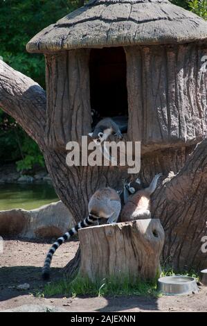 Lemuren in einem Baumhaus im Zoo, ganz nah Stockfoto