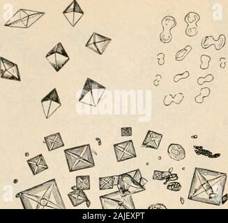 Handbuch der Pathologie: einschließlich bakteriologie, die Technik der postmortems und Methoden der pathologischen Forschung. ^ liRAN-w Cakbon - 944 ALLGEMEINE LABOR TECHNIK.. Abb. 483.-OXALAT von Kalk. Stockfoto