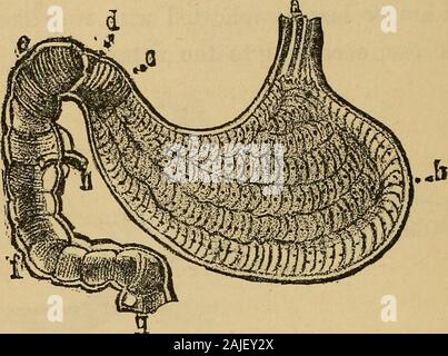 Obst und Brot, eine wissenschaftliche Diät. Abb. 15.- Magen eines Siieep (HERBIVORE). a. ./Speiseröhre. b. Erste Magen. c. Zweiten Magen. d. Dritte Magen. e. Vierte Magen. /. Übergang in den Dünndarm. Dies erscheint auffällig in der Primaten, zu denen auch der Mensch in der Rodentia, Edentata, Beuteltiere, und vor allem in der Wiederkäuer. Im zweiten Fall stellt eine Reihe von fourto sieben große angrenzende und communicatingsacks. Der Darm des Löwen ist, drei Mal, Andthat von Mensch und die Orang fast zwölf Mal, 36 interne Struktur. Die Länge der Leitung. In der Schaf Es istwenty-fi Stockfoto