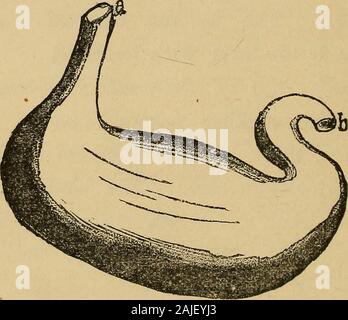 Obst und Brot, eine wissenschaftliche Diät. Abb. 13.- Bauch der Hyäne (FLEISCHFRESSENDE).. Abb. 14.- Magen op ein Löwe (FLEISCHFRESSENDE). a. iEsophagus. b. Beginn der Dünndarm. Die Lage und Form des Magens arealso von Bedeutung. In den Carnivora ist es nur interne Struktur. 35 Eine kleine rundliche Sack, überaus einfache instructure, während die in der pflanzlichen Feeder Es ist ü-lang, liegt quer über den Bauch, Andis mehr oder weniger mit Ring kompliziert - wie Con-volutions, entsprechend der Art der Nahrung. Stockfoto