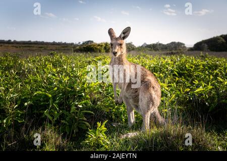 Ostgraues Kangaroo, das sich in Buschland von grünen Blättern ernährt. Stockfoto