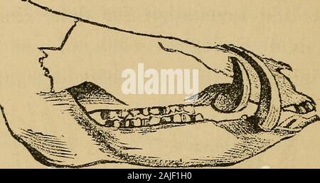 Obst und Brot, eine wissenschaftliche Diät. Abb. 5. - Zähne op tiie Spitzmaus - Maus (Insectivorous). Anatomie, doch wir können diätetische Con-clusions aus der Struktur der Zähne ascompared ableiten, mit denen der Mensch, und diese vielleicht durch eine vergleichende Studie andere ofthe Organe begründet. Abbildung 6 zeigt die allesfresser Zähne des theswine, die Fangzähne in eine außerordentliche 2 6 ZÄHNE DER MA N. Entwicklung, und als instrumentsof Angriff und Verteidigung verwendet wird.. Abb. 6. - die Zähne op den Schweinen (Allesfresser). Die Zähne des Menschen - betrachten wir nun thehuman Zähne. Ihre auffälligsten peculiarityis Ihre perfekte articulatio Stockfoto