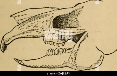 Obst und Brot, eine wissenschaftliche Diät. Abb. 2. - die Zähne des Gorilla (Frugivorous). Das Essen hängt von der Lo-cality, und besteht aus den verschiedenen Früchten, Mais, Getreide und Nüsse. Zu dieser Klasse gehören die gesamte Familie des Catarrhine Affen, einschließlich der Gorilla, Orang-Utan, Schimpanse, Gibbon, und anderen Gattungen. Neben diesen gibt es arealso Obst und Getreide essen, Fledermäuse und Beuteltiere, die Zähne von denen entsprechen denen der anderen Frugivora. Die Hodentia. - Der rodentia ist ein Pecu - die IiODEXTIA. 21 Lügner um der Tiere, durch twovery lange und kräftige Zähne in jedem Kiefer, die gekennzeichnet Stockfoto