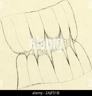 Nova Acta Academiae scientiarum imperialis petropolitanae. Ti-V4f, l-H:.. Tia. 4.. Stockfoto