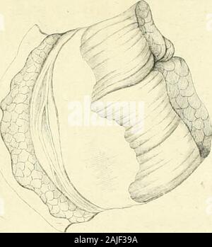 Nova Acta Academiae scientiarum imperialis petropolitanae. Xjt ^j-i^. s. IjM. Stockfoto