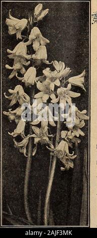 Dreer ist Herbst Katalog 1918. 29 POLIANTHES Libanotica {Gestreifte blausterne). Eine schöne hardy Frühling-blühenden Glühbirne; sieht aus wie ein gigantischer Corydalis Pumila; die Blumen, jedoch sind blau-weiß, mit einem dunkleren Streifen durch die Mitte jedes Blütenblatt. März bloomingin beginnt, und weiterhin in gutem Zustand für Wochen. 30 cts. Pro dtz.; 1,75 $ pro 100; $ 15.00 pro 1000. RA]] SXJ VCUI. Uns diese schönen Zwerg - blumenzwiebeln Freude an einem kühlen, feuchten Atmosphäre, und wird besondere Sorgfalt bei der Kultivierung zurückzuzahlen. Die neugierigen Zahn - likebulb kann aus dem Boden ohne Verletzungen für eine lange Zeit aufbewahrt werden, und ifplanted I Stockfoto