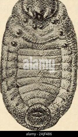 Die Ergebnisse der Arbeit auf Blister Käfer in Kansas. a h Abb. 16.- Epicauta cinerea: a, Coarctatelarva, laterale Ansicht; 6, coarctate Larve, ventrale Ansicht. Stockfoto