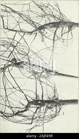 Boden Impfung für Hülsenfrüchte; mit Berichten über den erfolgreichen Einsatz von künstlichen Kulturen durch praktische Landwirte. istinct Schaden. Es ist möglich, für Stickstoff-fixierenden Bakterien die Wurzeln ofplants zu durchdringen und der entschieden, ohne die Bildung von Knötchen werden orany externe Beweise für ihre Anwesenheit. Während es wünschenswert ist, dass künstliche inokulation an der timeof Bepflanzung vorgenommen werden, so hat die Erfahrung gezeigt, dass unter bestimmten Bedingungen cropsof drei oder vier Jahren verbessert werden durch Hinzufügen von Bakterien des Bodens. Die Impfung ist in der Regel kein Nutzen zu Boden bereits mit theproper Bakte Stockfoto