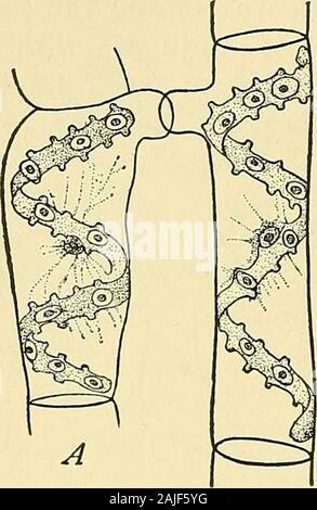 Die Zelle in der Entwicklung und Vererbung. indles Seite an Seite melden Sie (Abb. Nein, G), und das gibt gute reasonto glauben, dass das Chromatin der beiden gameten gleichermaßen distrib ist - beigetragen zu der Tochter - Kerne wie in der metazoen. In der Konjugation ofsome andere protozoen die Kerne vereinigen, während im Ruhezustand; butvery wenig ist der Prozess in der cystoflagellate Nocti - Luca, die mit etwas Sorgfalt durch Cienkowsky andIshikawa (Abb. untersucht wurde. 112). Hier die KONJUGIEREN Tieren völlig Sicherung, aber die Kerne sind lediglich apposed und jeder sich um die Hälfte der 228 BEFRUCHTUNG DER OVU Stockfoto