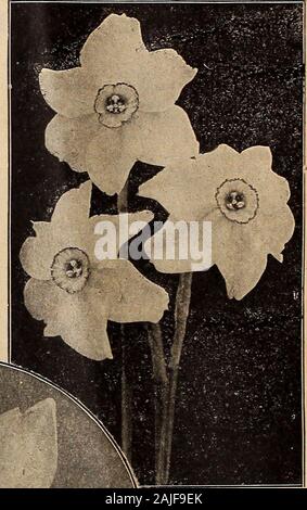 Dreer ist Herbst Katalog 1918. Narzissen Narzissen Pobticus Pobtaz Elvira Ornatus NarcissusPoetaz (CIuster=floweredDaffodils) Elvira. Das Ergebnis einer crossbetween der Poeticus und partakinglargely thePolyanthus Typen, der Ehemaligen in der sizeand Form der einzelnen Blumen, und übernimmt auch die starke, freegrowth und winterhärte Ihrer Dichter - intensivstationen Abstammung. In der Art und Weise der pro-risikoverringerung ihre Blumen in Clustern, und der Ex-treme reichblühend Qualitäten, sie besitzen alle themeri; s Der Primel Art. Machen herrliche Betten oder Klumpen inborders sind, und die sich leicht in das Haus im Winter geblüht. Stockfoto