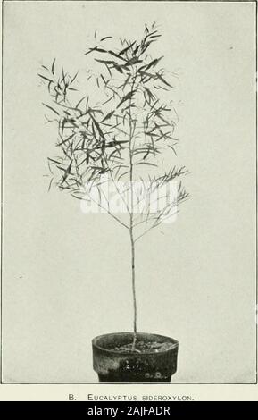 Eukalypten in den Vereinigten Staaten angebaut. t Der Ähnlichkeit der (senkt ami Saatgut EUCALVPTUS SIDEROXYLON. Diese beiden speeies confusiM waren] in herl) Aria für viele Jahre. V D C D ROBUi Eukalyptus Eukalyptus longifolia. EucALYPT Sämlinge. Gruppierung von Arten. 85 Die Vereinbarung in einem Merkmal unterscheiden sich beträchtlich unter themselvesin anderer Hinsicht, vor allem in der Form der Blätter. Keiner der thesespecies dauerhaft gegenüber oder stemless verlässt. Blätter der Sämlinge haarig: Eukalyptus calophylla, E. citriodora, E. coriacea ^E. eugenioides, E. Macrorynchus und E.2) anicidata. Blätter pe Stockfoto
