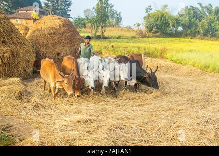 SIJHORA, Madhya Pradesh, Indien, 28. NOVEMBER 2019. Traditionell Landwirte paddy Kultivierung durch Rinder. Stockfoto