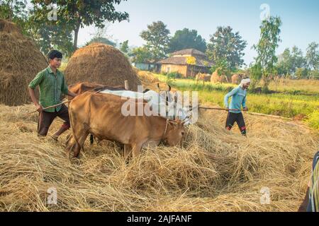 SIJHORA, Madhya Pradesh, Indien, 28. NOVEMBER 2019. Traditionell Landwirte paddy Kultivierung durch Rinder. Stockfoto