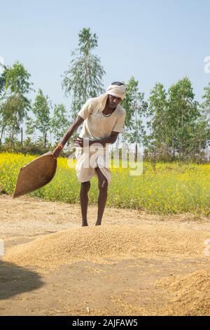 Sijhora/Indien/November 28, 2019 - Bauer im Tun, landwirtschaftliche Arbeiten. Stockfoto