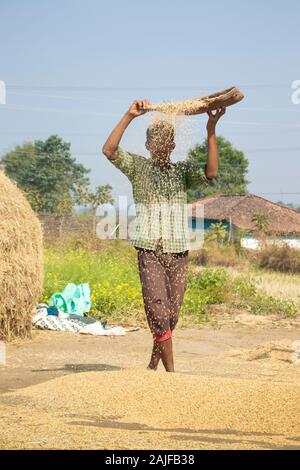 Sijhora/Indien/November 28, 2019 - Bauer im Tun, landwirtschaftliche Arbeiten. Stockfoto