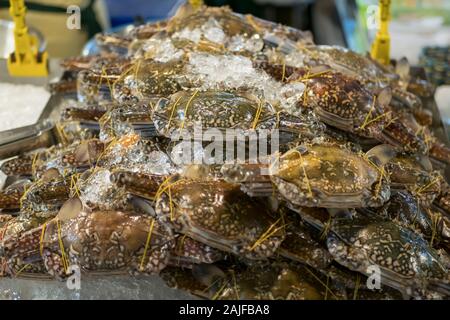 Frische Blumen Krabben auf dem Eis verkaufen Auf dem Nachtmarkt, Bangkok Thailand. Stockfoto