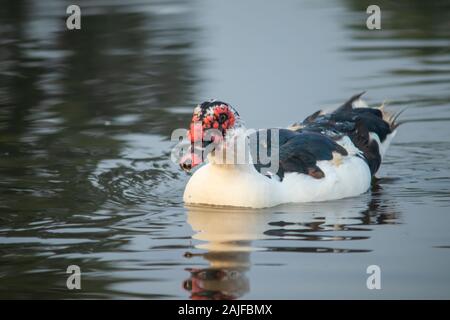 Ente ist Schwimmen im Teich. Stockfoto