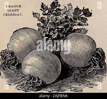 Beckert in Garten, Feld und Blumensamen. GOLDEN SELBST - BLANCHIEREN SELLERIE. PRAGUEGIANTCELERIAC.. Knollensellerie, oder Rübe - verwurzelt Sellerie (^ noEen SeKerie) Aussaat im zeitigen Frühjahr, in hellen, kräftigen Böden, Pflanzen Sie die Sämlinge im Mai, und waterfreely bei trockenem Wetter. Sie werden zum Kochen im Oktober fertig sein und können in trockenem Sand für den Einsatz im Winter serviert werden. Sellerie ist sagte, wie gut ein Nerv Sellerie tonicas, und können in vielen Bereichen, in denen das sellerie Kultur ist praktisch unmöglich angebaut werden. Die Wurzeln haben fast den gleichen Geschmack als die exakteste weiß Stangensellerie, während Sie halten viel länger als Stockfoto