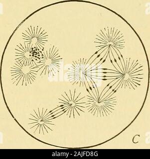 Die Zelle in der Entwicklung und Vererbung. Abb. loi.-pathologischen poljspermy. A. Polyspermy in das Ei des.-ij^ ra//j/unten, das Ei - Kern: Oben, drei ganzen spermatozoawithin das Ei. [Sala.] B. Polyspermy in Sea-urchin Ei mit 0.00590 Nikotin Lösung behandelt; 10 Spermien - nucleishown, von denen drei mit dem Ei konjugiert-Kern. C. später von einem Ei similarlytreated, Anzeigen polyaslers durch die Union der Spermien gebildet - amphiasters. [O. und R. Hertwig.] Der Polkörper, haben keine Macht, eine vitelline Membran ^ und die Spermien zu bilden Sie immer in erheblicher Zahl eingeben. Poly Stockfoto