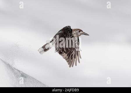 Der gefleckte Nussknacker im Flug auf Schnee (Nucifraga caryocatactes) Stockfoto