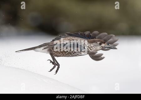 Der gefleckte Nussknacker im Flug auf Schnee (Nucifraga caryocatactes) Stockfoto