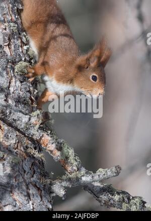 Portrait von Eichhörnchen (Sciurus vulgaris) Stockfoto