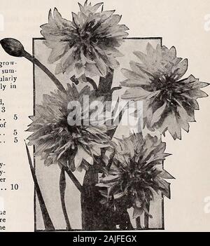 Dreer's Mitte Sommer Katalog 1921. 10 15 CERASTIUM (Schnee im Sommer) 1911 TomentOSUm. Eine sehr hübsche^ Zwerg, Weiß-leaved edgingplant, Lager kleine whiteflowers; winterharte Staude 15. Doppelzimmer Blau Kornblume für komplette Liste und kulturelle Hinweise finden Sie auf der unseren Garten Boole für 1921 HENRY A. DREER, Philadelphia - Blumen Samen 11 CC CEPIIAL, ARIA (roundheads) Pbr Pkt. 1907 Alpina. Eine winterharte Staude, die bei der völlig etabliert, erlangt eine Höhevon 6 Fuß, Lager im Juni und Juli empfindliche Schwefel gelben Blüten, nicht un-wie die Blumen von scabiosa 10 Chrysantheme (Shasta und Moonpennjr Gänseblümchen) 1946 Maximale Kin Stockfoto