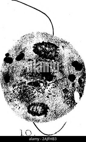 Bemerkungen zu Coprozoic Flagellaten: Zusammen mit einem Vorschlag, die Bedeutung der Kinetonucleus in der Binucleata. Stockfoto