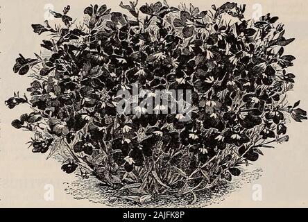 Beckert in Garten, Feld und Blumensamen. (Feder Gras). Pl; t. 5 cts. TRICHOL/EANA atropurpurea. Lila Spitzen; fein. Pkt. 5 cts. Eine Packung jedes o iabove 12 Sorten für 45 Cent. LOBELIA COMPACTA. Seite tun. GODETIA HIBISCUS Africanus. Auffällige und effektiv. Große, cremefarbenen Blüten, mit braunen Center. Pkt. 5 cts Ciant Gelb. Die Blüten erreichen eine greatsize, messen 7 bis 8 Zoll im Durchmesser, Kanariengelb, mit granat Kehle. Pkt. 10 C. Helles und attraktives Kompakt - growingplants, immer Gay mit einer Ernte von theirpretty Blumen. Glorlosa. Blumen groß und leuchtend Rot in der Farbe. Pkt. 5 cts Stockfoto
