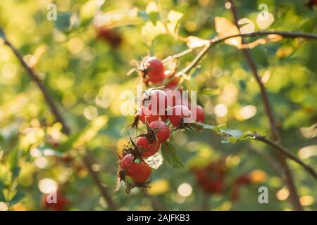 Rote reife Beeren Rosa Canina. Hagebutten von Dog Rose, ist eine Variable, Klettern, Wild Rose die Tierarten, Europa, Nordwestafrika, und westlichen Asien Stockfoto