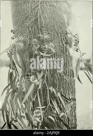 Eukalypten in den Vereinigten Staaten angebaut. Eukalyptus macrorynchus. 35, Büro der Forstwirtschaft, (J. S Abt. der Landwirtschaft. Platte LXVII.. Eukalyptus melliodor/: 3 ul. 35, Büro der Forstwirtschaft, US Abt. der Z.b. Platte LXVIII Stockfoto