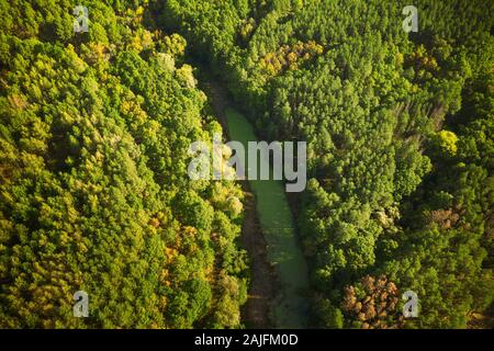 Luftaufnahme grünen Wald Wald und Fluss Sumpf Bog im Sommer Landschaft. Blick von oben auf die schöne Natur von hohen Haltung im Sommer. Dro Stockfoto