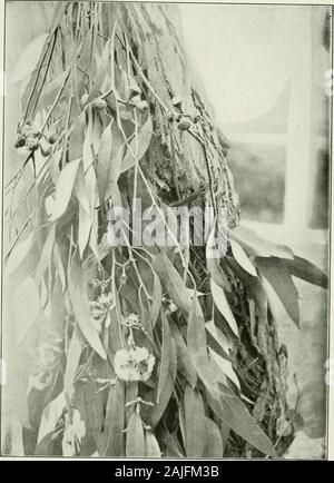 Eukalypten in den Vereinigten Staaten angebaut. Eukalyptus leucoxylon. Bui. 35, Büro der Forestty, US Abt. der Agncuitu Platte LXVI.. Eukalyptus macrorynchus. 35, Büro der Forstwirtschaft, (J. S Abt. der Landwirtschaft. Platte LXVII. Stockfoto