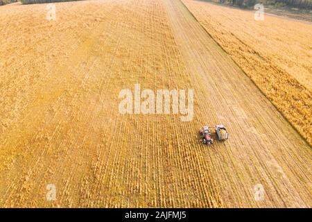Luftaufnahme der ländlichen Landschaft. Mähdrescher- und Lkw-arbeiten zusammen im Feld, sammelt Samen. Ernte von Weizen im Herbst. Landwirtschaftliche Mac Stockfoto