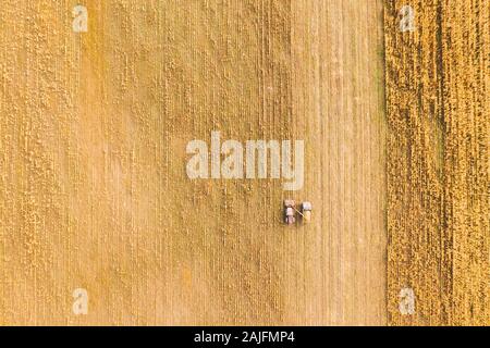 Luftaufnahme der ländlichen Landschaft. Mähdrescher- und Lkw-arbeiten zusammen im Feld, sammelt Samen. Ernte von Weizen im Herbst. Landwirtschaftliche Mac Stockfoto