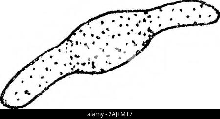 Bemerkungen zu Coprozoic Flagellaten: Zusammen mit einem Vorschlag, die Bedeutung der Kinetonucleus in der Binucleata. Stockfoto