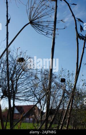 Getrockneten dill Pflanzen Silhouetten mit ländlichen Haus im Hintergrund. Low Angle Shot. Stockfoto