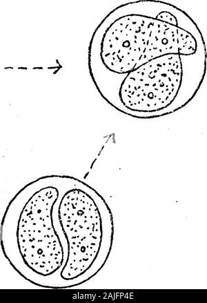 Bemerkungen zu Coprozoic Flagellaten: Zusammen mit einem Vorschlag, die Bedeutung der Kinetonucleus in der Binucleata. Stockfoto