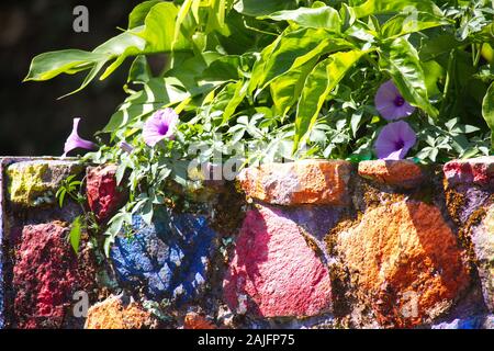 Im Stadtpark in der Nähe des Hauses blüht die purpurne Trompetenblume wunderschön Stockfoto