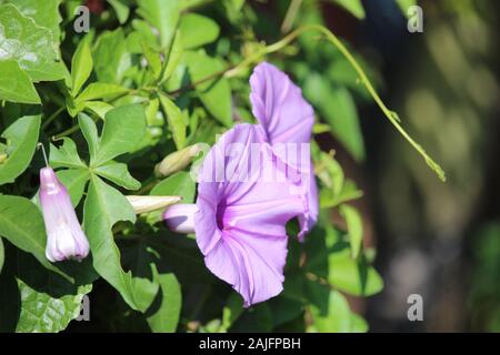 Im Stadtpark in der Nähe des Hauses blüht die purpurne Trompetenblume wunderschön Stockfoto