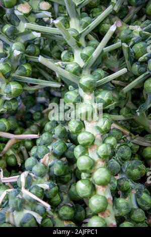 Rosenkohl am Borough Market in London, Großbritannien Stockfoto