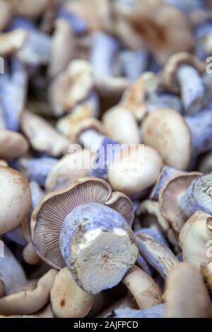 Pied Bleu Pilze am Borough Market in London, Großbritannien Stockfoto