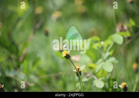 Vor dem Haus steht ein gelbgrüner Schmetterling auf einer gelben Wildblume Stockfoto